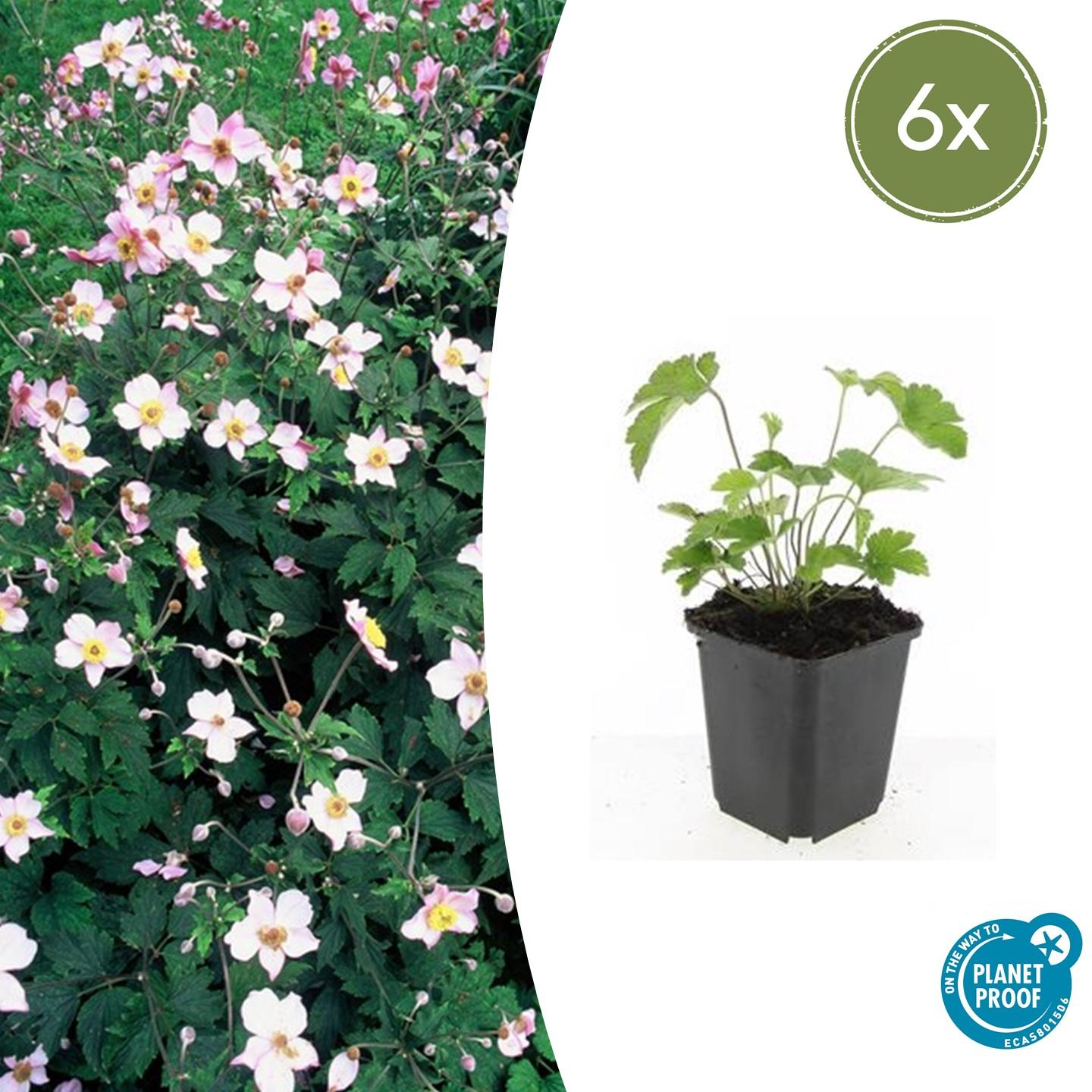 Filzige Herbst-Anemone – Anemone tom. 'Robustissima' – ↕10-25cm – Ø9cm – 6 Pflanzen – Bienenfreundliche, purpurblaue Staude für Beete & Rabatten