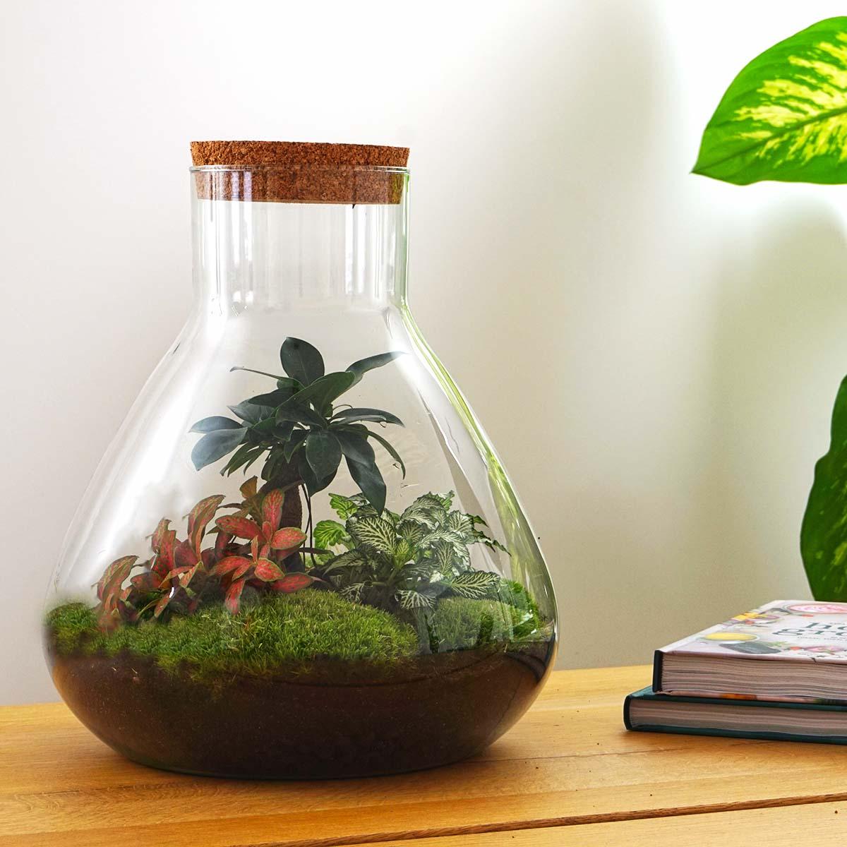 Flaschengarten Terrarium Sam XL Bonsai – DIY Bausatz – 35cm Hoch – Ø30cm – Selbstgebautes Mini-Ökosystem mit Ficus-Ginseng-Bonsai & Fittonia – Komplett-Set für Anfänger & Naturfreunde
