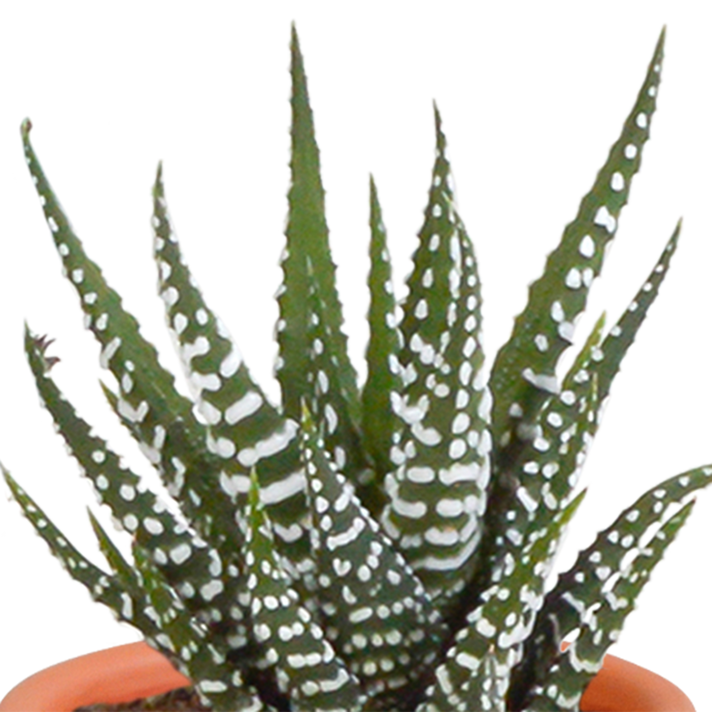 Kakteen & Sukkulenten Mischung – 15 Pflanzen 5,5 cm – Vielfältige Auswahl aus Cereus, Echeveria, Haworthia & Crassula – Hochwertige Qualität – Handbemalter mexikanischer Topf inklusive