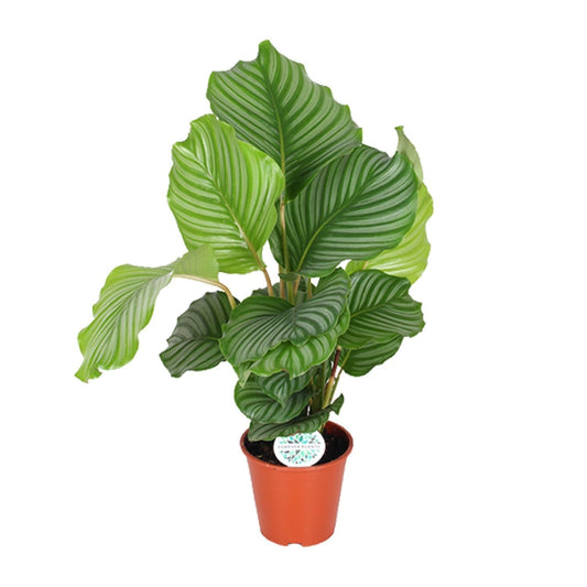 Korbmarante Calathea Orbifolia – Zimmerpflanze – Ø17cm – ↕60cm – Tropische Blattschmuckpflanze mit silbergrünen Mustern – Pflegeleicht & halbschattengeeignet