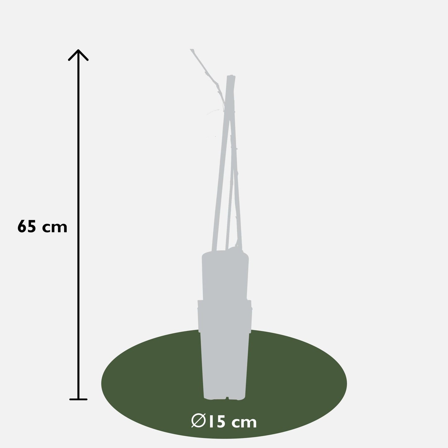Blauregen - Wisteria floribunda 'Naga Noda' - Purpurner Regen - Ø15cm ↕65cm - Schnellwachsende Kletterpflanze mit langen, violetten Blütentrauben für Pergola, Zaun & Garten