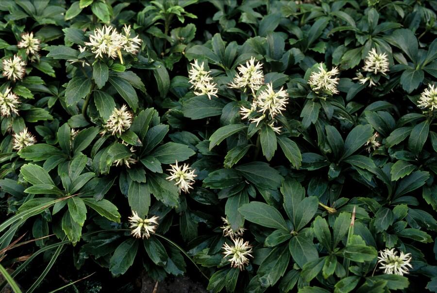 Schattengrün Pachysandra terminalis 'Green Sheen' – ↕10-25cm – Ø9cm – 60 Pflanzen – Immergrün – Winterhart – Bodendecker – Pflegeleicht – Schattiger Standort