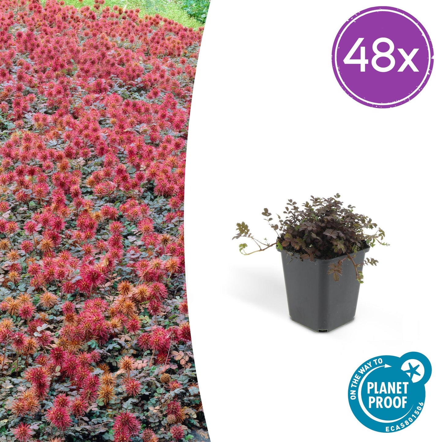 Acaena microphylla 'Kupferteppich' – 48 Pflanzen – ↕10-25cm – Ø9cm – Bodendecker – Flachwachsend & Robust – Steingarten & Wege – Sonne & Halbschatten – Pflegeleicht