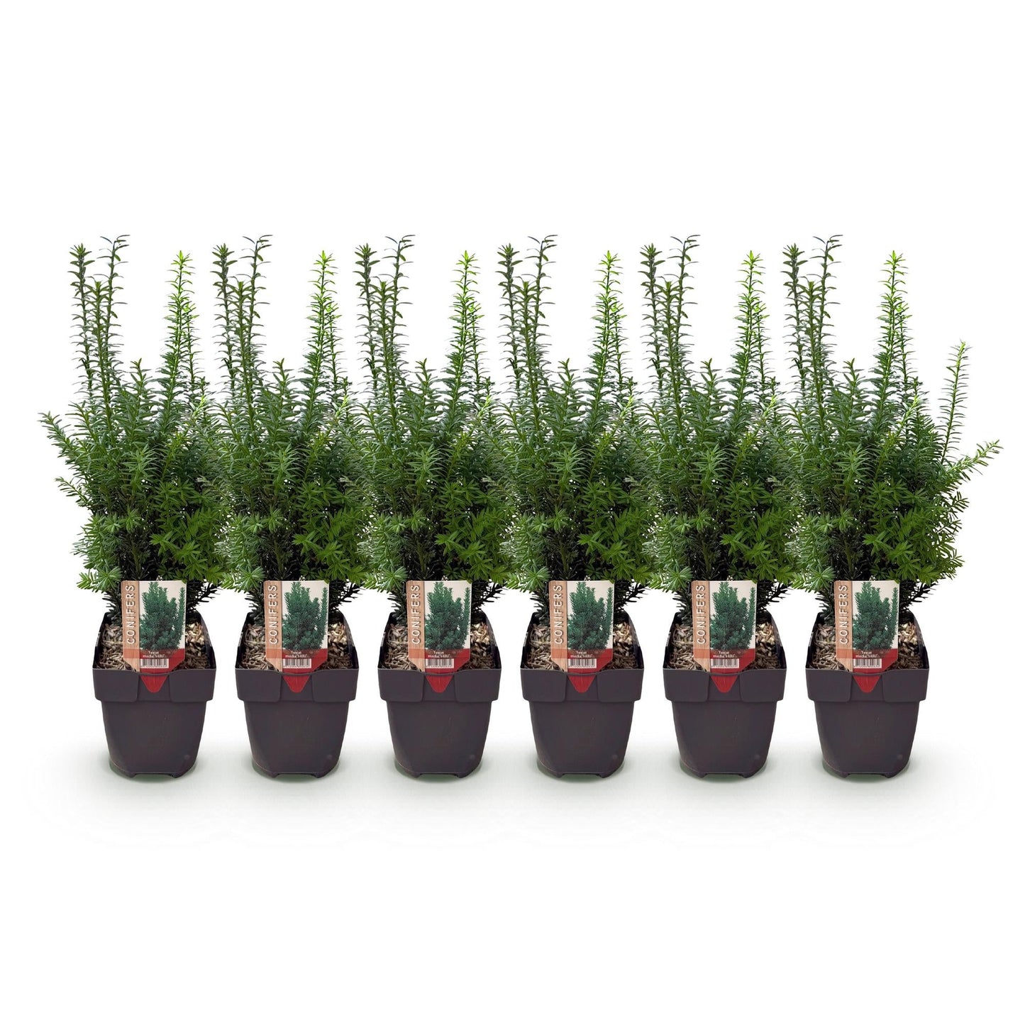 Taxus media Hillii – 6 Pflanzen für 1 Meter Hecke – Immergrün & winterhart – Eibe für dichte, schnittfeste Hecken – Ø17cm – Höhe ca. 60cm – Pflegeleicht
