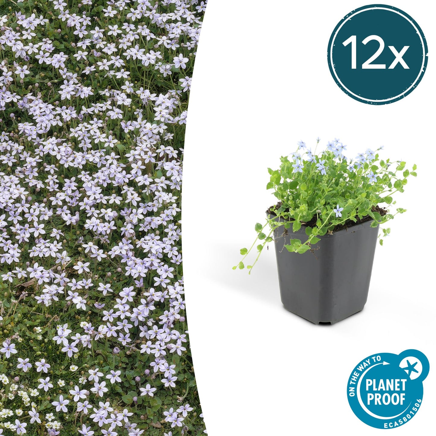 Blauer Bubikopf Isotoma fluviatilis – ↕10-25cm – Ø9cm – 12 Pflanzen – Bodendecker, Blaue Sternförmige Blüten, Sonnig bis Halbschattig, Pflegeleicht