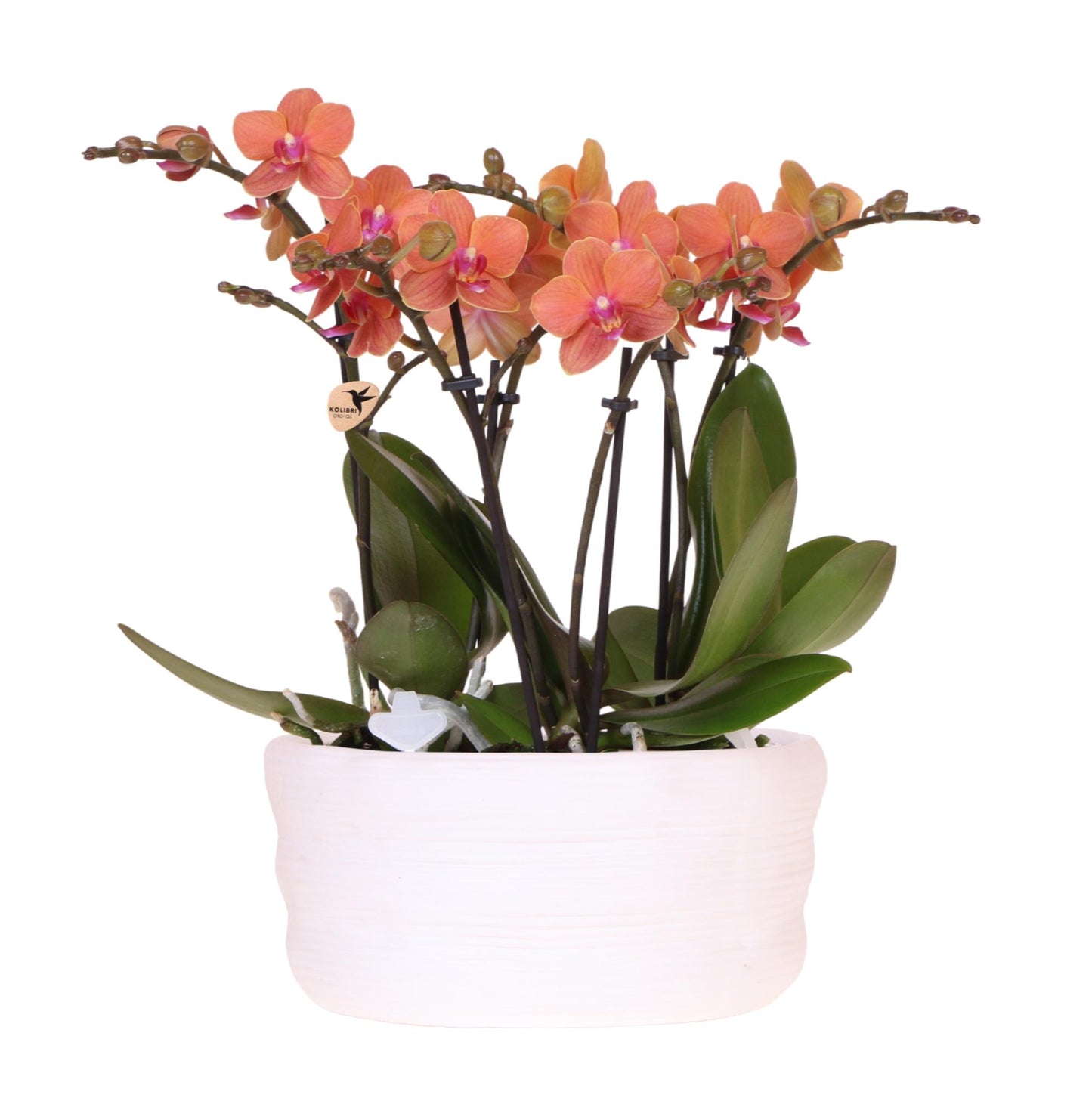 Orangenes Orchideenset – 3x Bolzano-Orchideen 9cm – Como Blumentopf mit Easy Watering System – Selbstbewässernd