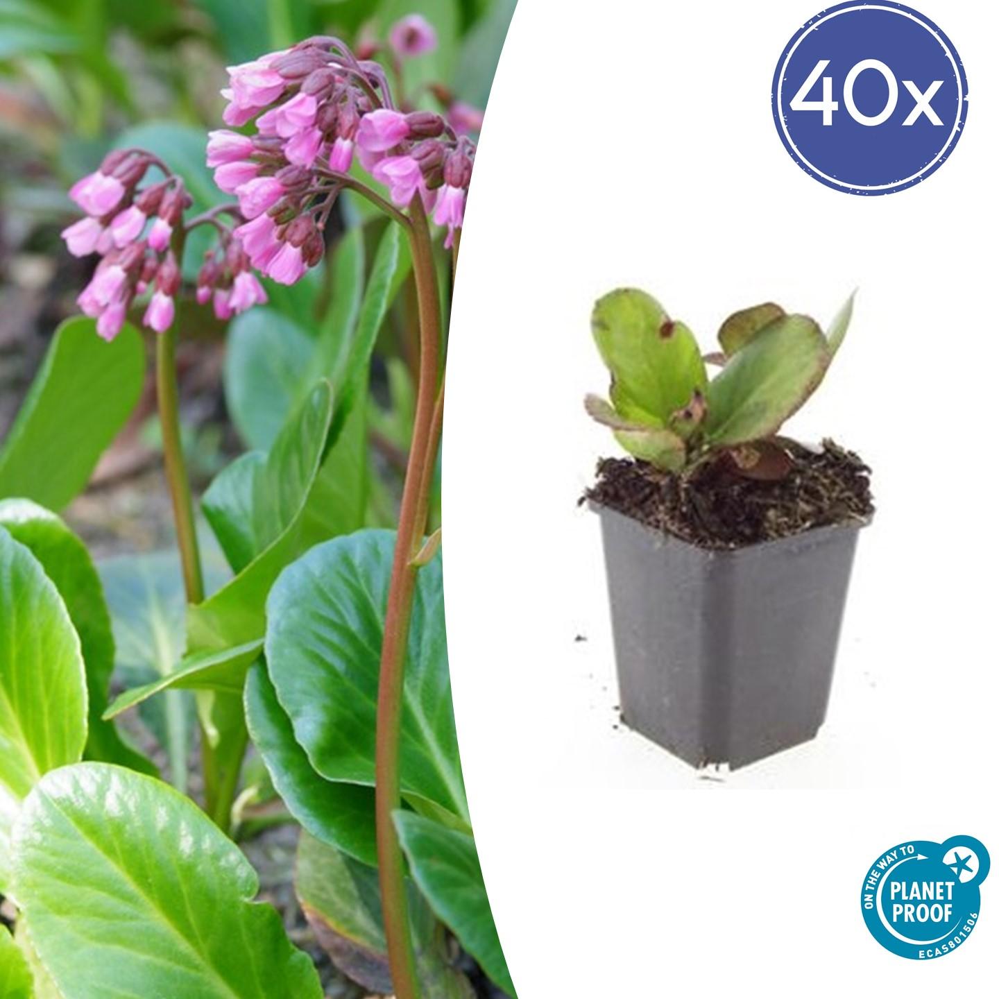 Bergenie Bergenia cordifolia 'Herbstblüte' – ↕10-25cm – Ø9cm – 40 Pflanzen – Immergrüne Staude & Bodendecker – Herbstblüte in Rosa – Pflegeleicht & winterhart