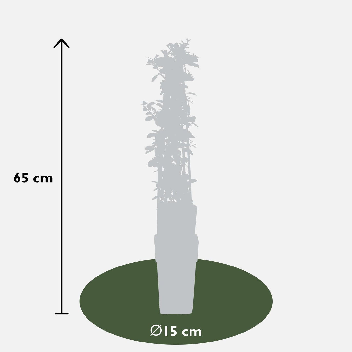 Feuerdorn Pyracantha 'Orange Glow' – Kletterstrauch – Ø15cm – ↨65cm – 3 Pflanzen – Frosthart, immergrün, leuchtend orange Beeren