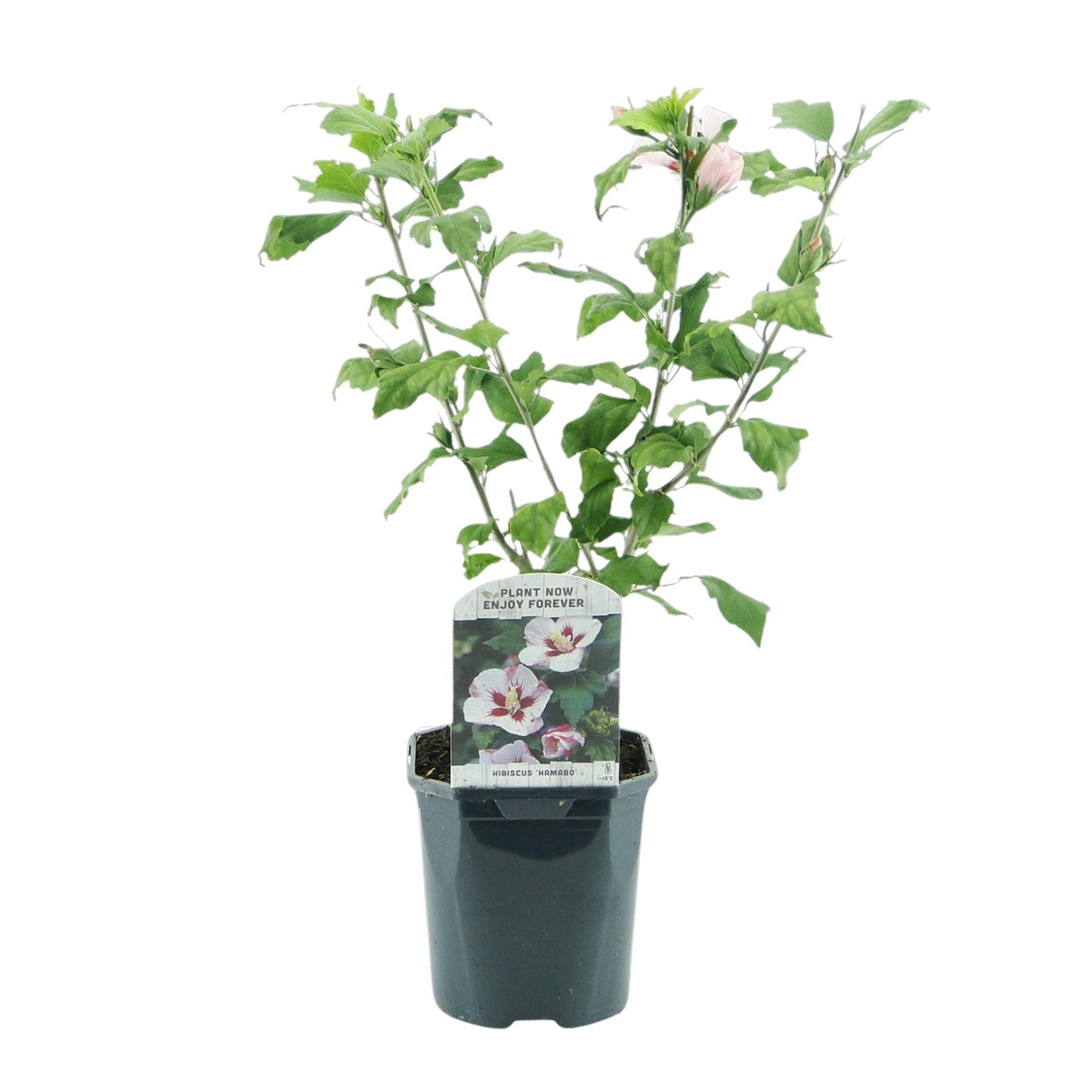 Garteneibisch Hibiscus syriacus Hamabo – Strauch – Blüte Hellrosa – Pflegeleicht – 17cm Höhe 45cm – Für sonnige & halbschattige Standorte – Schmetterlingsfreundlich