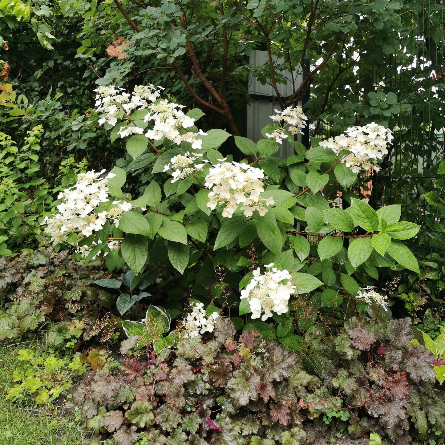 Rispenhortensie – Hydrangea panniculata Wims Red – Blüte Weiß-Rot – 3 Pflanzen für 1m² – Laubabwerfend – Große Blüten – 17cm – Höhe ca. 50cm