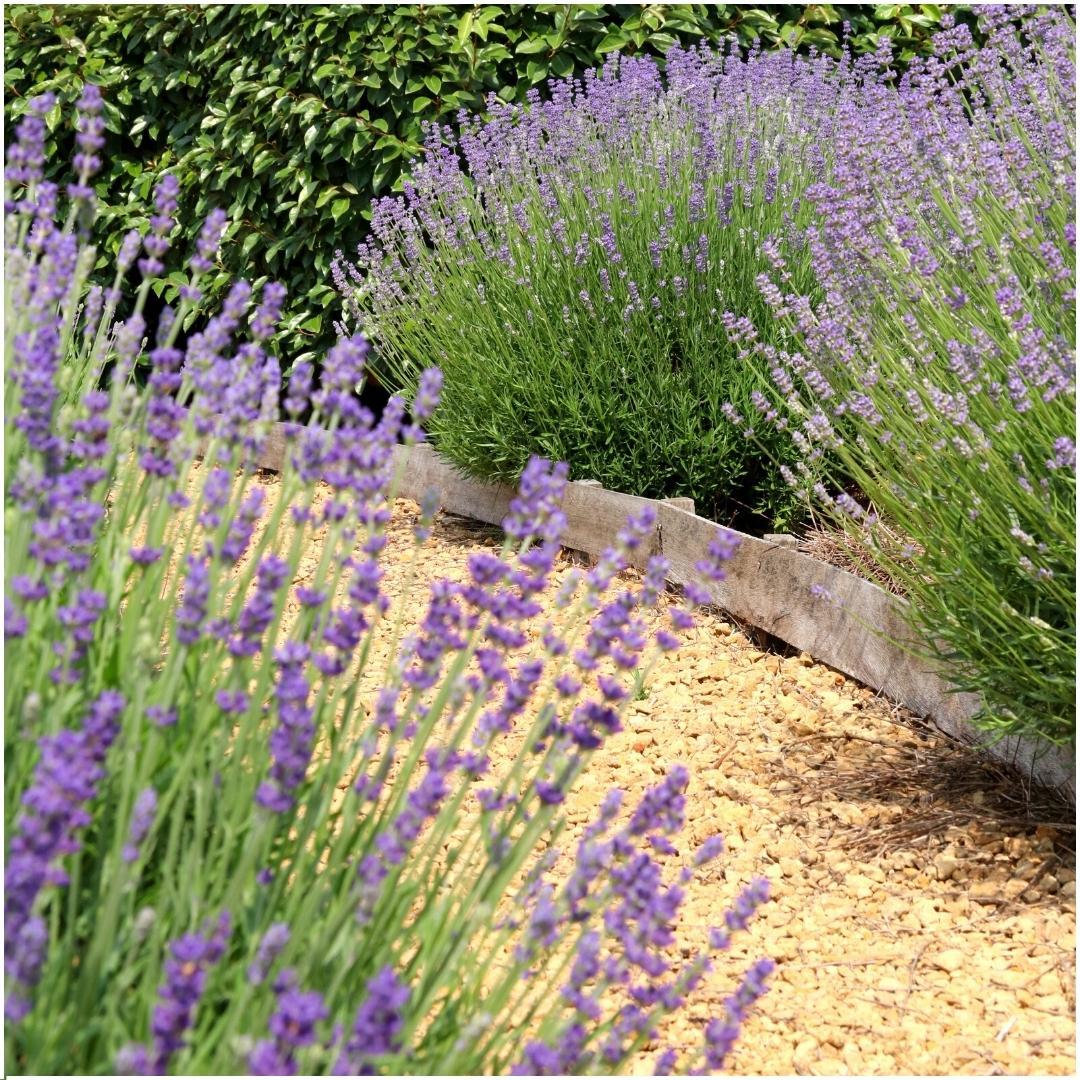 Echter Lavendel Felice – Lavandula angustifolia – Ø12 cm – 50 cm hoch – 24 Pflanzen – Winterhart – Duftend – Bienen & Schmetterlinge