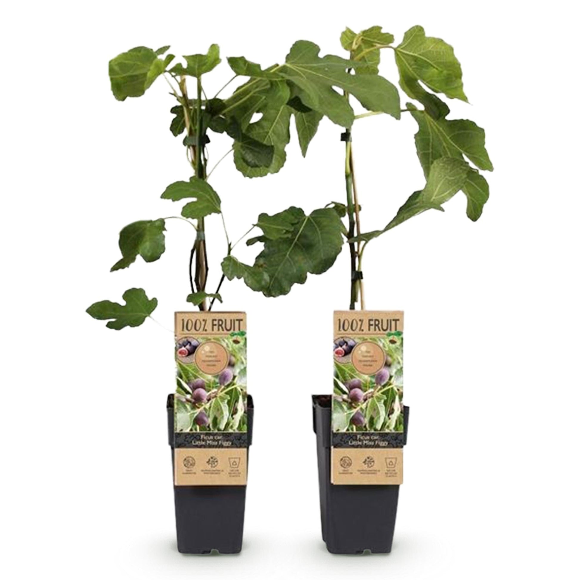 Feigenbaum - Ficus carica 'Little Miss Figgy' – 2 Pflanzen – Ø15 cm – Höhe 50 cm – Rote Früchte – Kompakter Obstbaum für Garten, Balkon & Terrasse – Selbstfruchtend & pflegeleicht