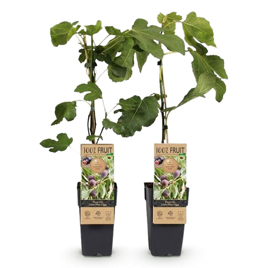 Feigenbaum - Ficus carica 'Little Miss Figgy' – 2 Pflanzen – Ø15 cm – Höhe 50 cm – Rote Früchte – Kompakter Obstbaum für Garten, Balkon & Terrasse – Selbstfruchtend & pflegeleicht