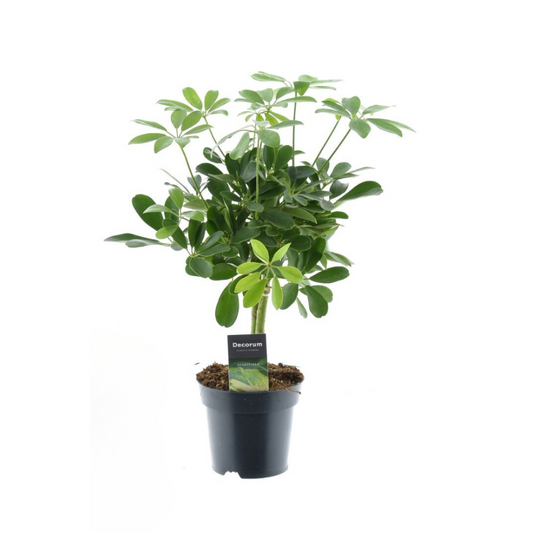 Schefflera Compacta 'Nora' – Zimmerpflanze – Ø14cm – ↕50cm – Strahlenaralie mit kompakter Wuchsform – Pflegeleicht & luftreinigend – Für Innenräume