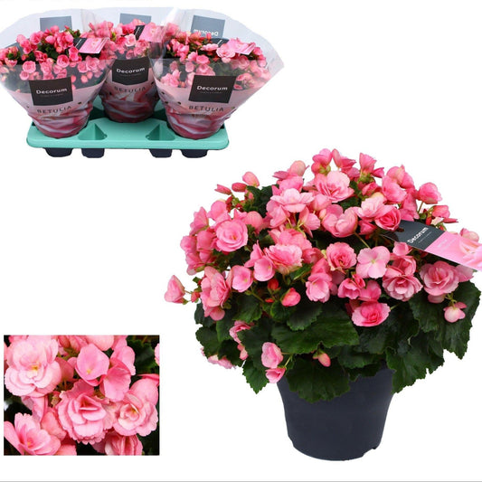 Freiland-Begonie Begonia Betulia 'Candy' Rosa – Ø19cm – ↕35cm – Blühfreudige Balkonpflanze – Für geschützte Außenbereiche & helle Innenräume – Pflegeleicht