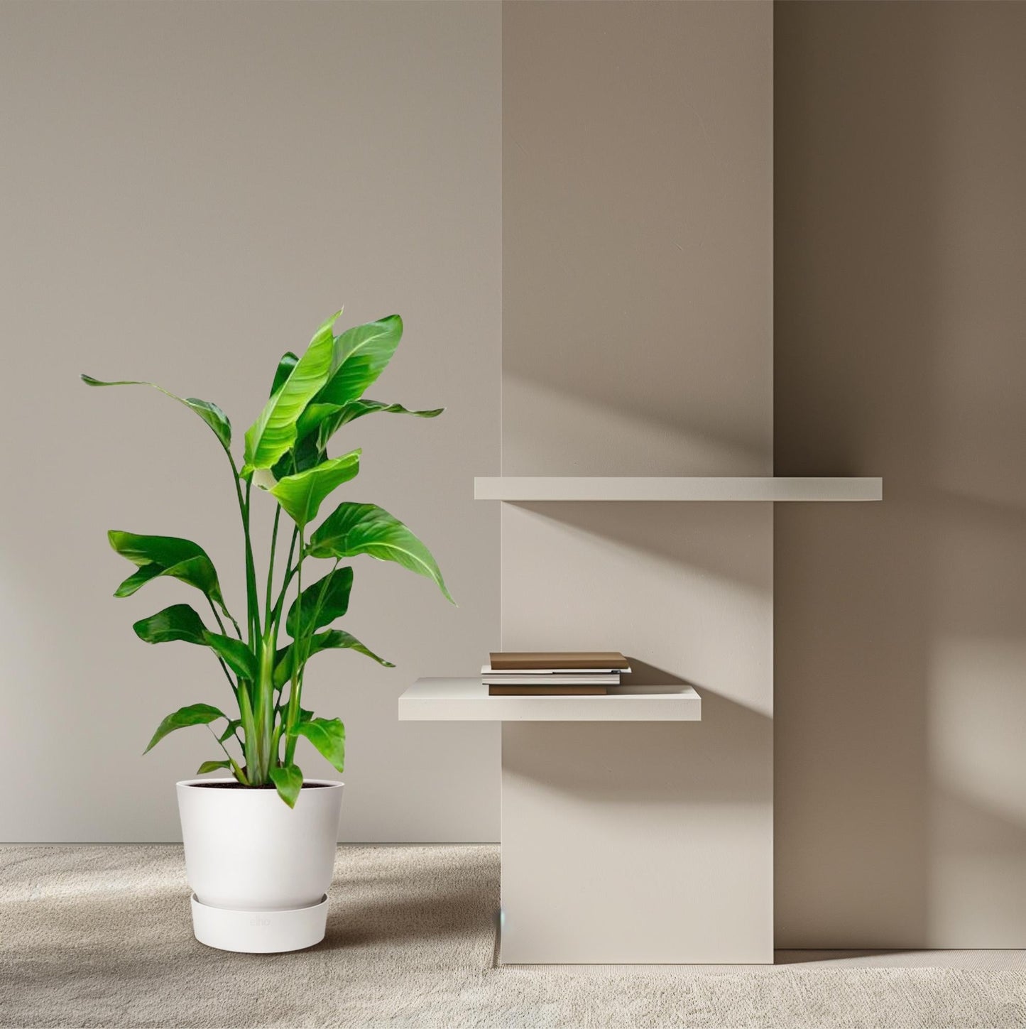 Strelitzia Nicolai – Paradiesvogelblume – Zimmerpflanze 70–90 cm – Ø17 cm – Tropische Grünpflanze für Wohnzimmer & Büro – Exotisch & pflegeleicht