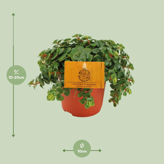 Fetthenne Sedum Tornado – Zimmerpflanze – Ø11 cm – Höhe 15 cm – Pflegeleicht – Halbschatten – Sukkulente für Zuhause