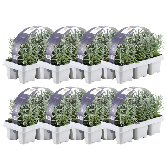 Echter Lavendel – Lavandula angustifolia – Ø7cm x H15cm – 48 Pflanzen – Duftend & pflegeleicht – Für Balkon, Terrasse & Beet – Mediterrane Schönheit