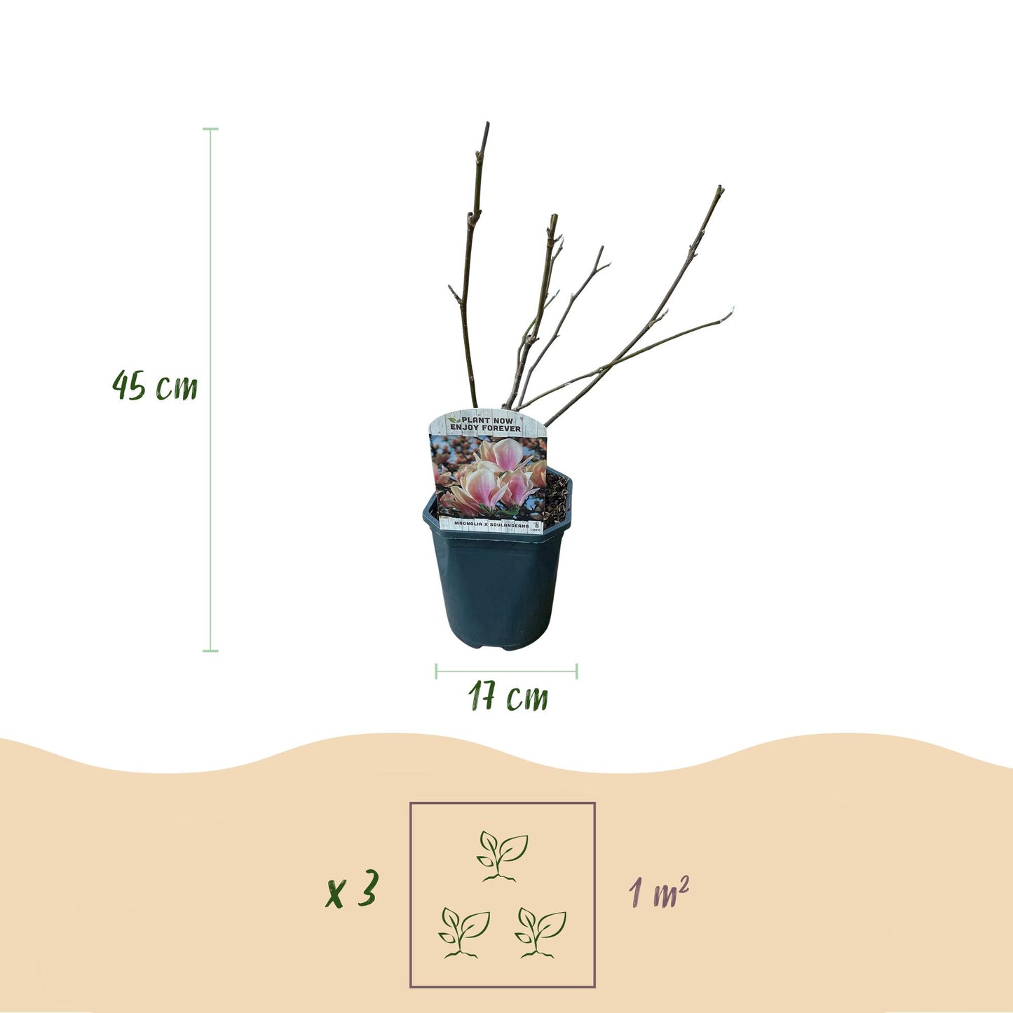 Tulpen-Magnolie - Magnolia Soulangiana - Blüten Hellrosa - Strauch - Wenig Pflege - Topf 17cm Höhe 45cm