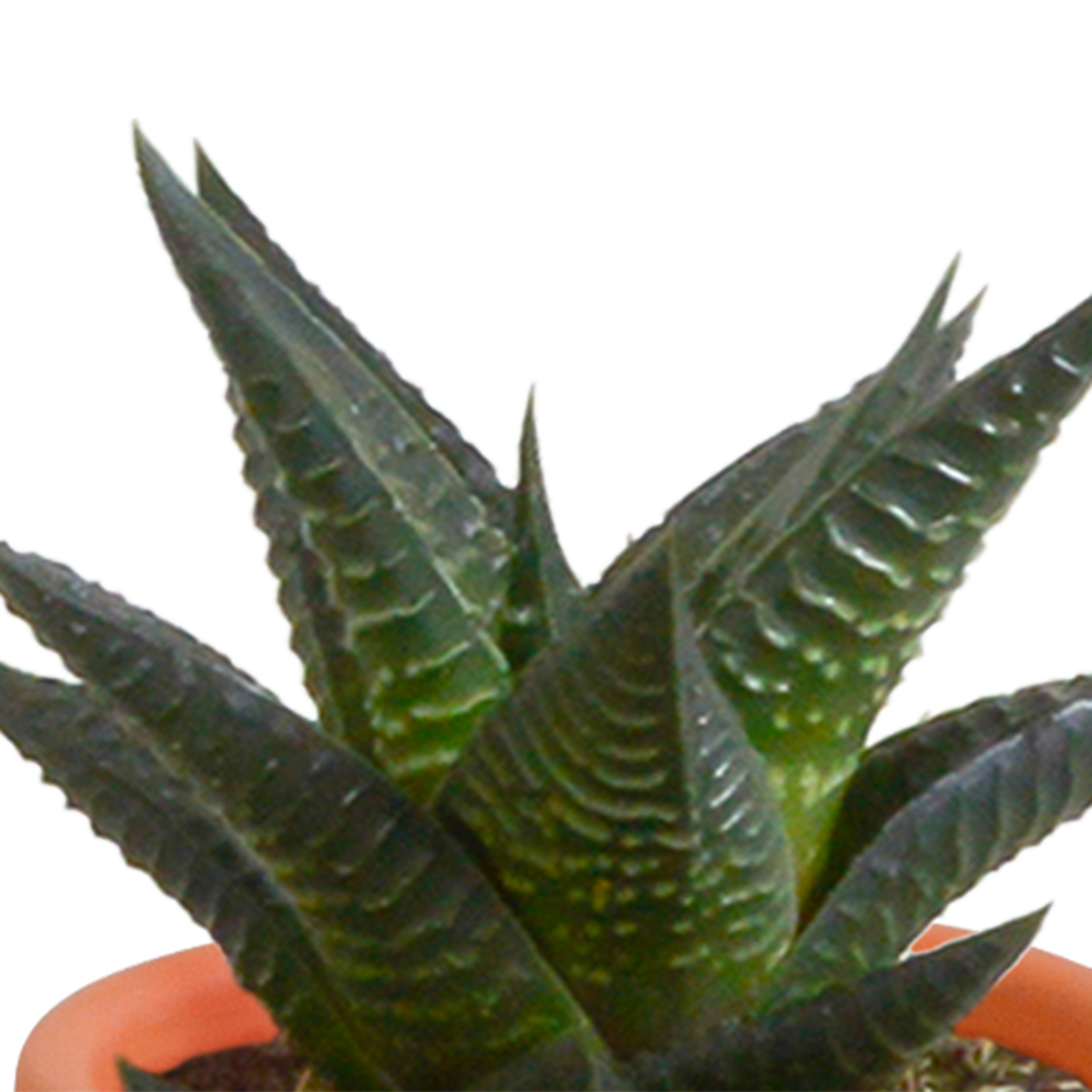 Kakteen & Sukkulenten Mischung – 15 Pflanzen 5,5 cm – Vielfältige Auswahl aus Cereus, Echeveria, Haworthia & Crassula – Hochwertige Qualität – Handbemalter mexikanischer Topf inklusive