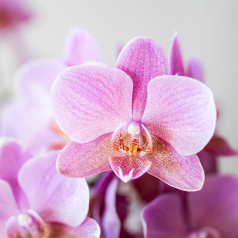 Kolibri Orchids | KOMBI-ANGEBOT mit 2 Phalaenopsis-Orchideen - Treviso - Topfgröße Ø9cm | Blühende Zimmerpflanze - Frisch vom Züchter