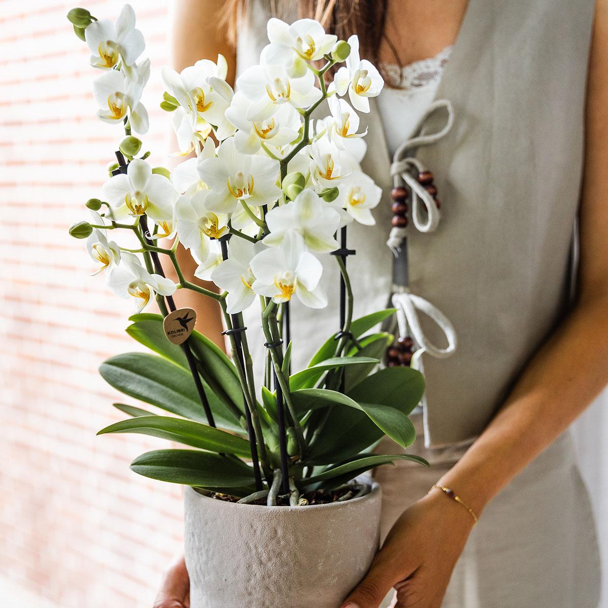 Phalaenopsis Orchidee Lausanne – Weiß – Ø12cm – 2–3 Zweige – Elegante Zimmerpflanze mit vielen Blüten – Für Wohnzimmer, Büro & Bad