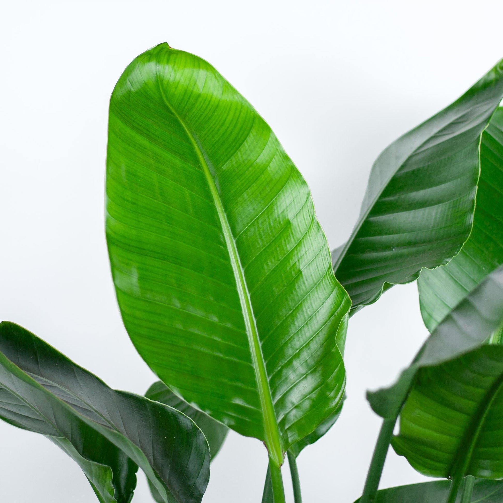 Strelitzia Nicolai XL – Paradiesvogelpflanze – Zimmerpflanze – inkl. Korb Torun – Höhe 140 cm – Ø27 cm – Tropisches Flair für dein Zuhause