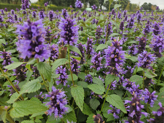 Asiatische Duftnessel – Agastache 'Blue Fortune' – ↕10-25cm – Ø9cm – 6 Pflanzen – Lavendelblaue Blüten – Schmetterlings- & bienenfreundlich – Sonniger Standort