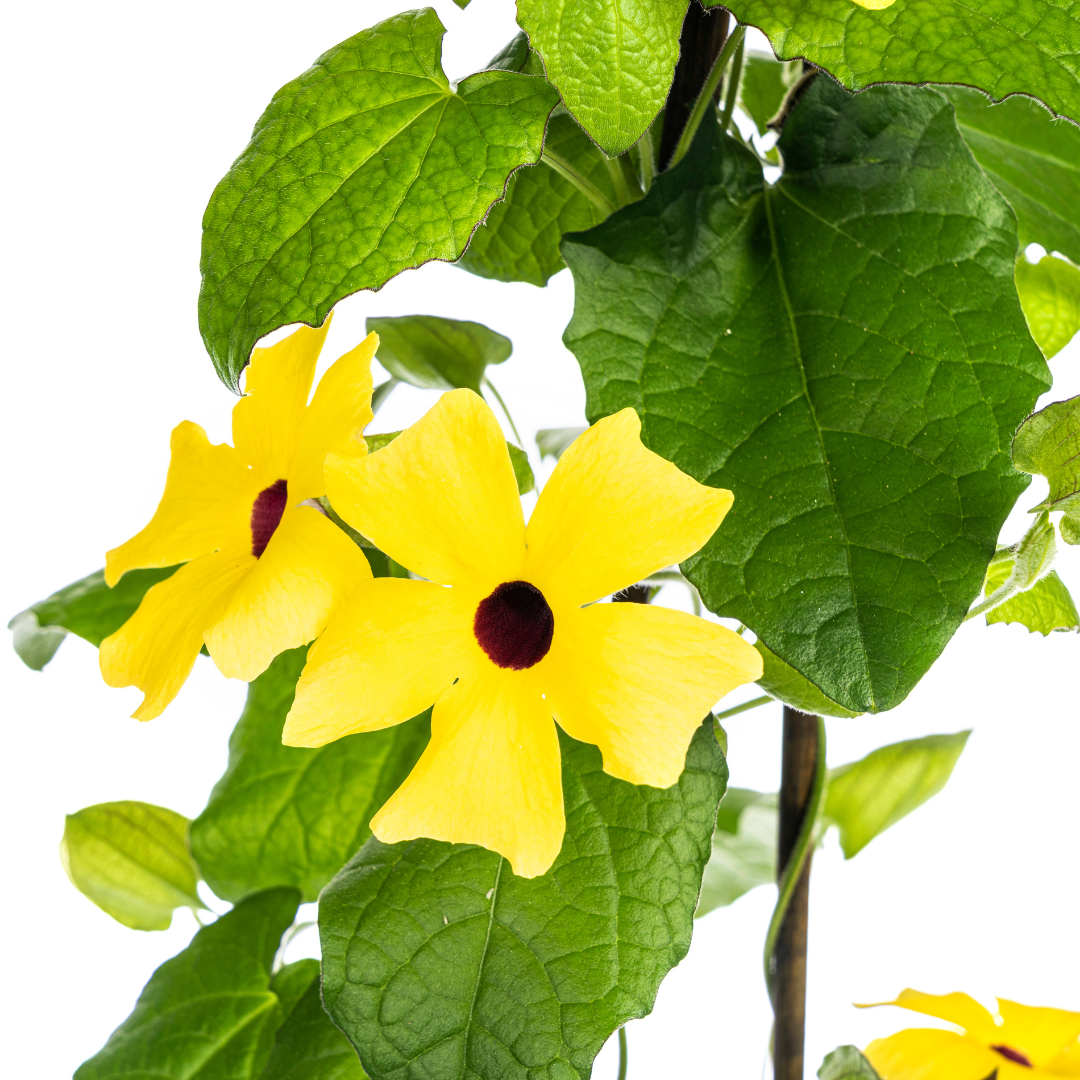 Schwarzäugige Susanne - Thunbergia alata Sunny Susy Yellow - Ø13 cm - ↕60 cm