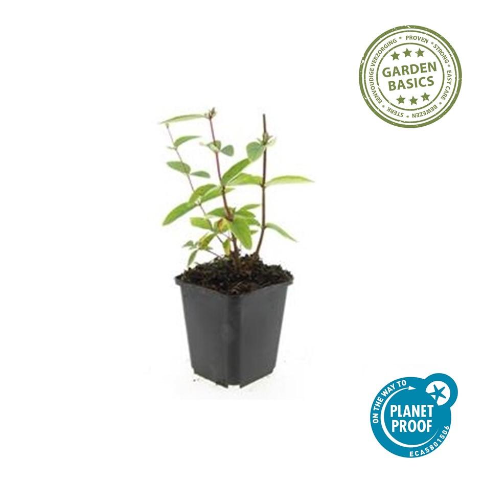 Hypericum inodorum 'Annebel' – 24 Pflanzen – ↕10-25 cm – Ø9 cm – Kompakter, winterharter Strauch mit gelben Blüten – Pflegeleichter Bodendecker & Beetpflanze