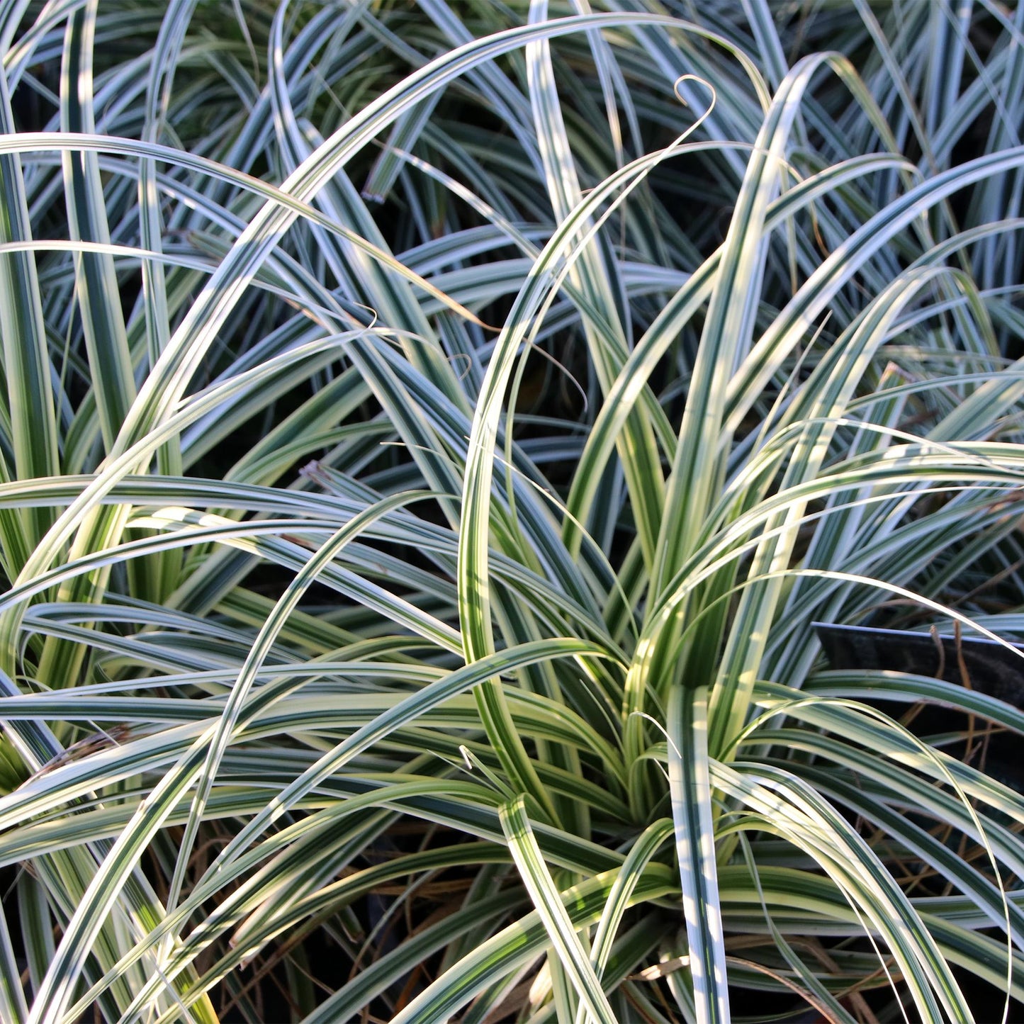 Grünweiße Segge Carex oshimensis Everest – 2 Pflanzen – Ø17cm – Immergrün, winterhart & pflegeleicht – Weiß-grüne Blätter – Höhe ca. 50cm – Vielseitig & langlebig