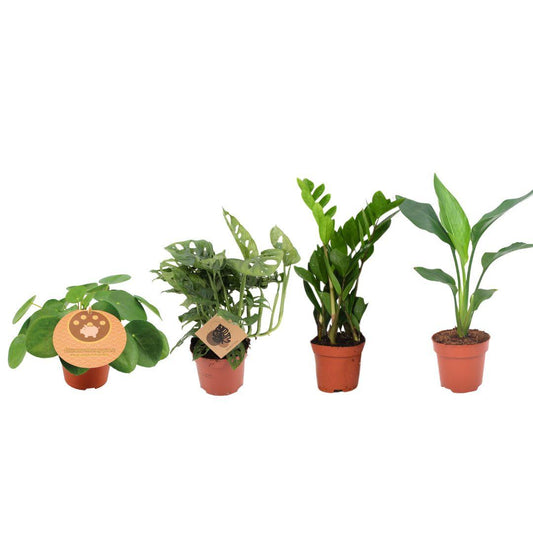 Zimmerpflanzen Set – 4er Pflanzenbox – Ø12cm – ↕20–40cm – Monstera, Strelitzia, Zamioculcas, Pilea – Immergrün & pflegeleicht – Luftreinigende Deko