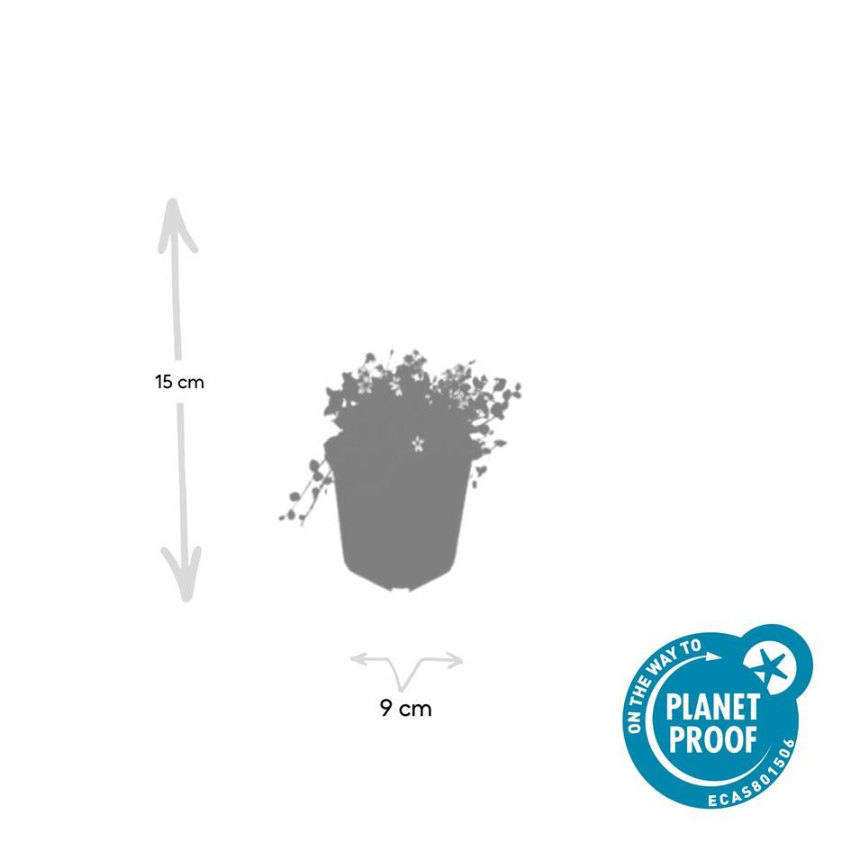 Isotoma fluviatilis 'Alba' – Bodendecker – 24 Pflanzen – Ø9cm – ↕10–25cm – Weiße Blüte – Immergrün & winterhart – Für Sonne & Halbschatten – Pflegeleicht