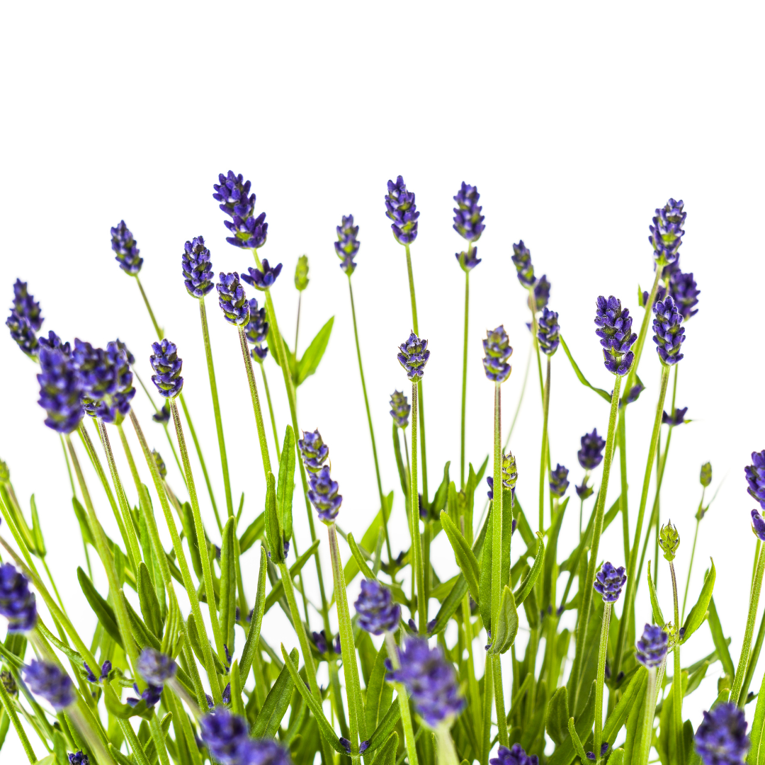 Echter Lavendel – Lavandula angustifolia – Ø19cm – ↕40–50cm – 4 Pflanzen – Duftende Gartenpflanze im Topf – Bienenfreundlich & winterhart – Für Beet, Balkon & Terrasse