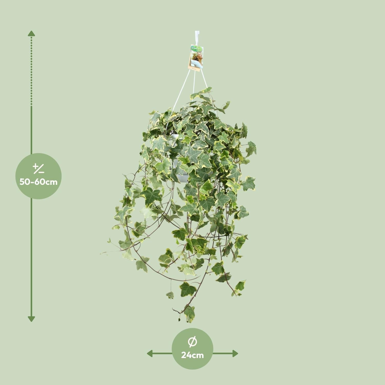 Efeu – Hedera Helix 'Gold Child' – Zimmerpflanze – Ø24 cm Topf – Höhe ca. 60 cm – Hängend & Rankend – Luftreinigend – Pflegeleicht