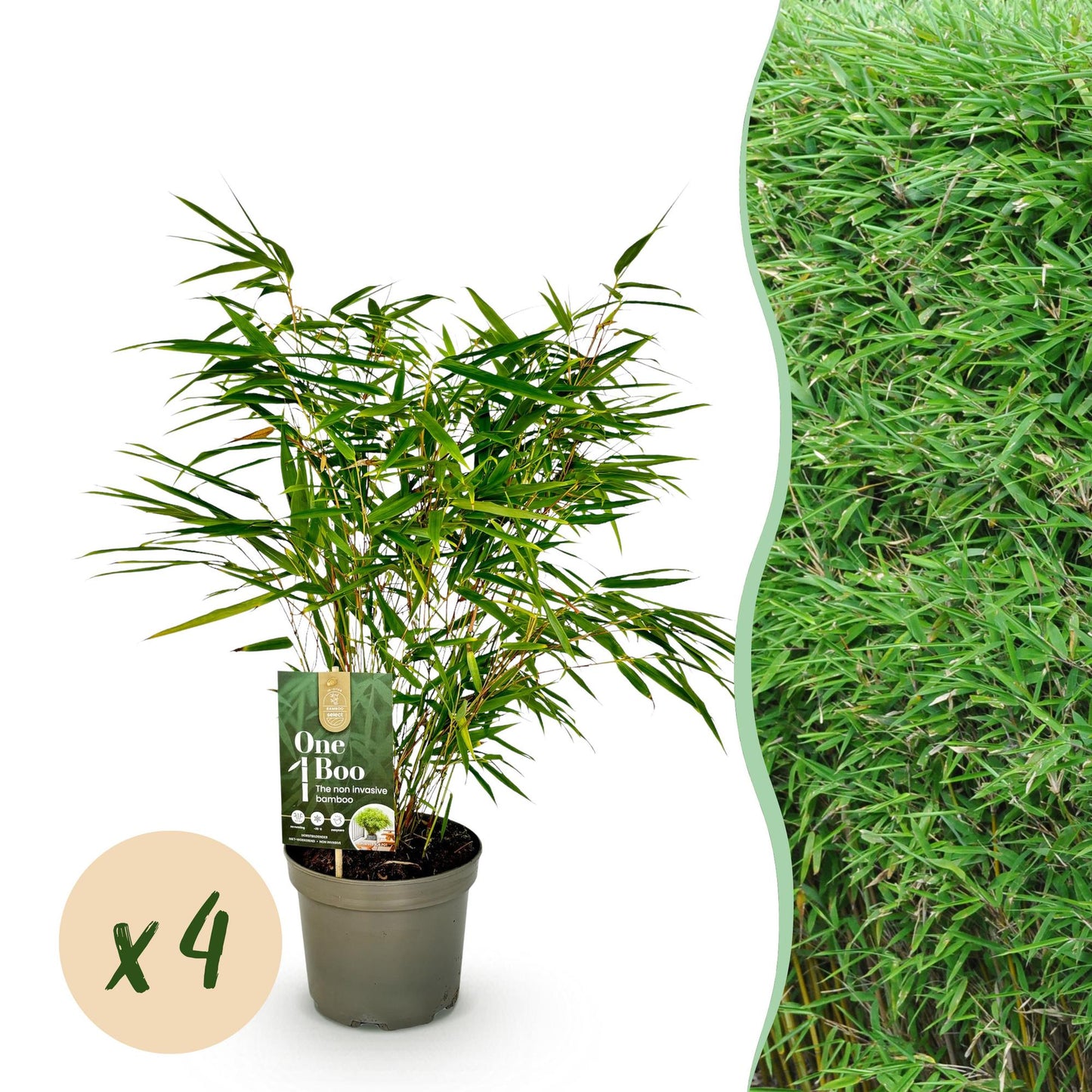 GreenboutiQ - Bambus - Fargesia rufa - Grün - 4 Pflanzen - Immergrün - Nicht Ausbreitend - Topf 17cm Höhe 60cm
