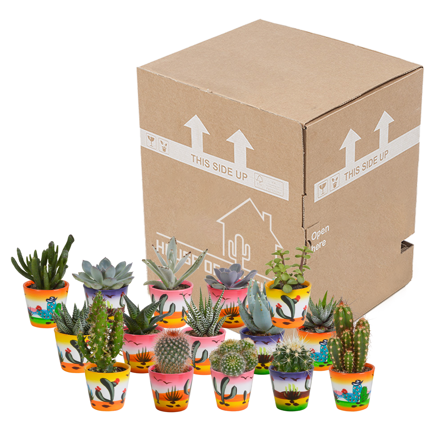 Kakteen & Sukkulenten Mischung – 15 Pflanzen 5,5 cm – Vielfältige Auswahl aus Cereus, Echeveria, Haworthia & Crassula – Hochwertige Qualität – Handbemalter mexikanischer Topf inklusive