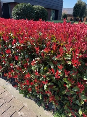 Glanzmispel - Photinia fraseri Carre Rouge - Heckenpflanzen - Rot Grünes Blatt - 8 Pflanzen - 1 laufender Meter - immergrün - Topf 9cm Höhe 30-35cm