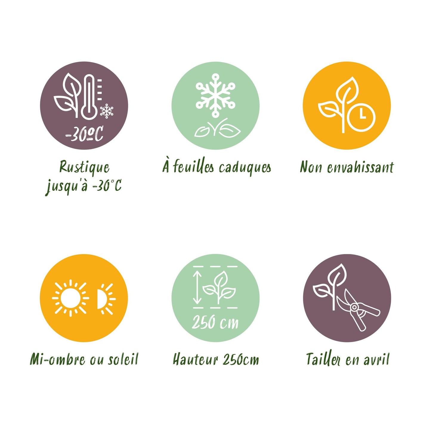 Cornus alba 'Kesselringii' – Schwarzholz-Hartriegel – Zierstrauch 17cm – ca. 45cm hoch – Pflegeleicht & winterhart – Für Hecke & Beet