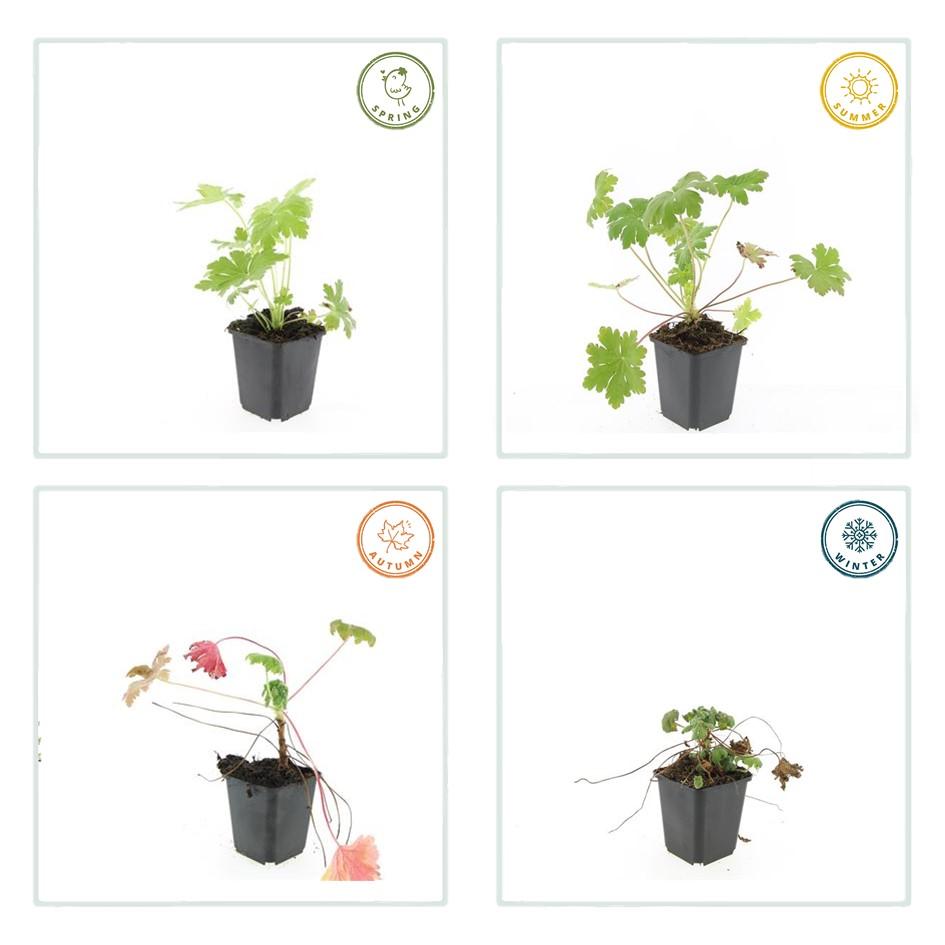 Geranium macrorrhizum 'Ingwersen's Var.' – 48 Pflanzen – ↕10-25cm – Ø9cm – Robuster Bodendecker – Zartrosafarbene Blüten – Duftend – Pflegeleicht – Sonne & Halbschatten