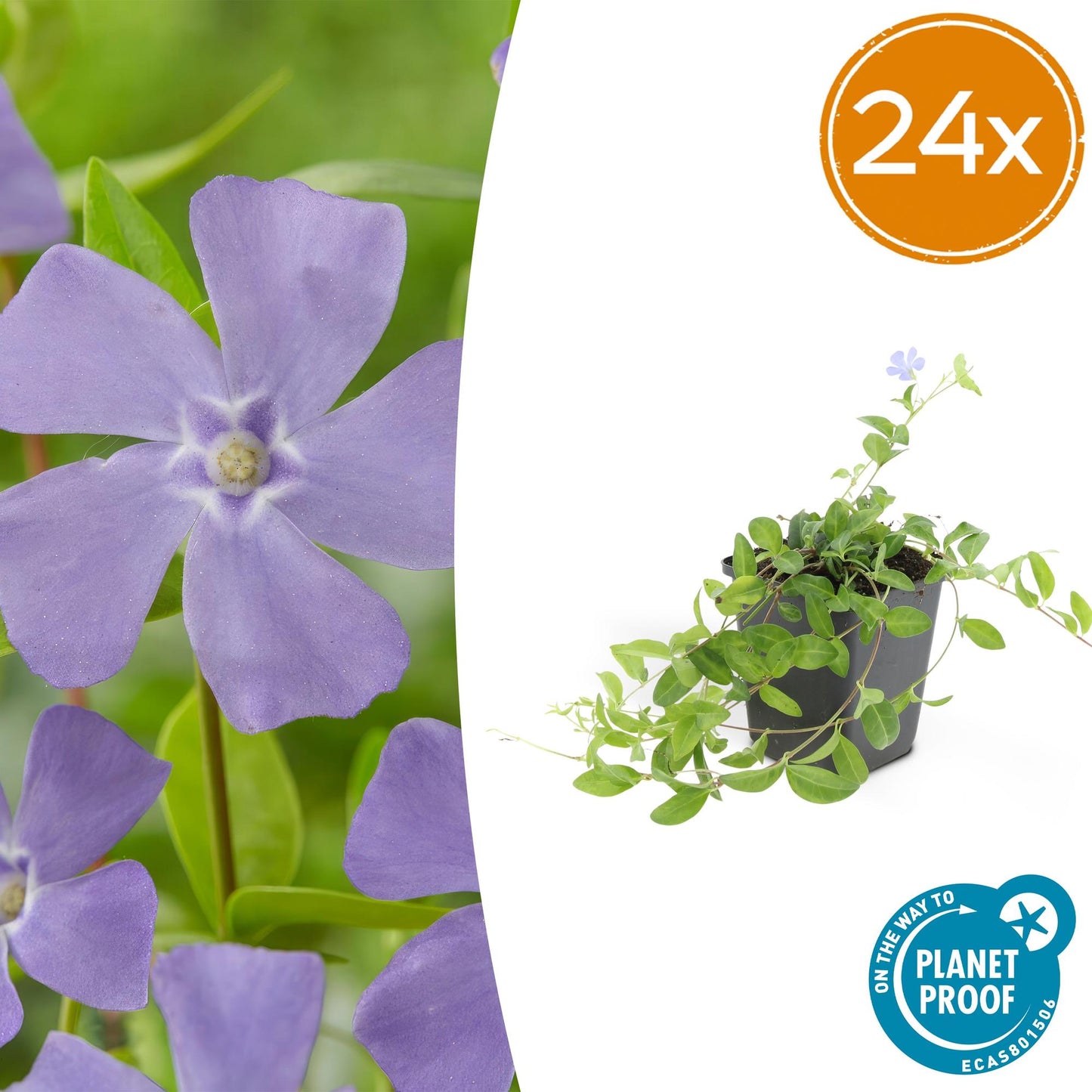Vinca minor 'La Grave' – 24 Pflanzen – Ø9cm – ↕10-25cm – Immergrüner Bodendecker mit violetten Blüten