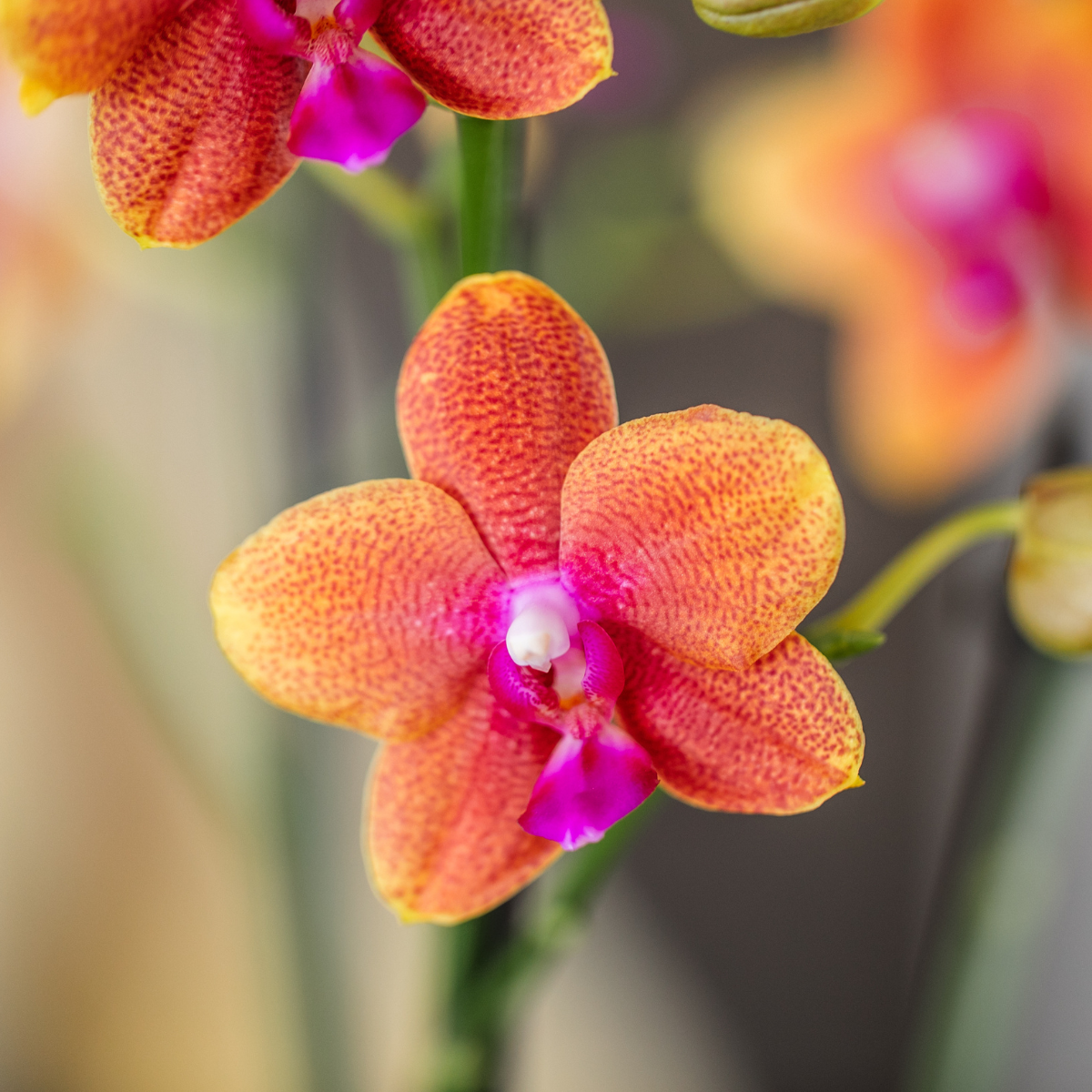 4 duftende orangefarbene Phalaenopsis-Orchideen - Topfgröße Ø12cm - Zimmerpflanze