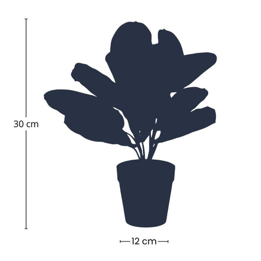 Maranta – Korbmarante – Kunstpflanze – 30cm hoch – Schwarzer Topf Ø12cm – Naturgetreue Blattstruktur – Pflegefrei & kompakt – Für Regal, Fensterbank & Schreibtisch
