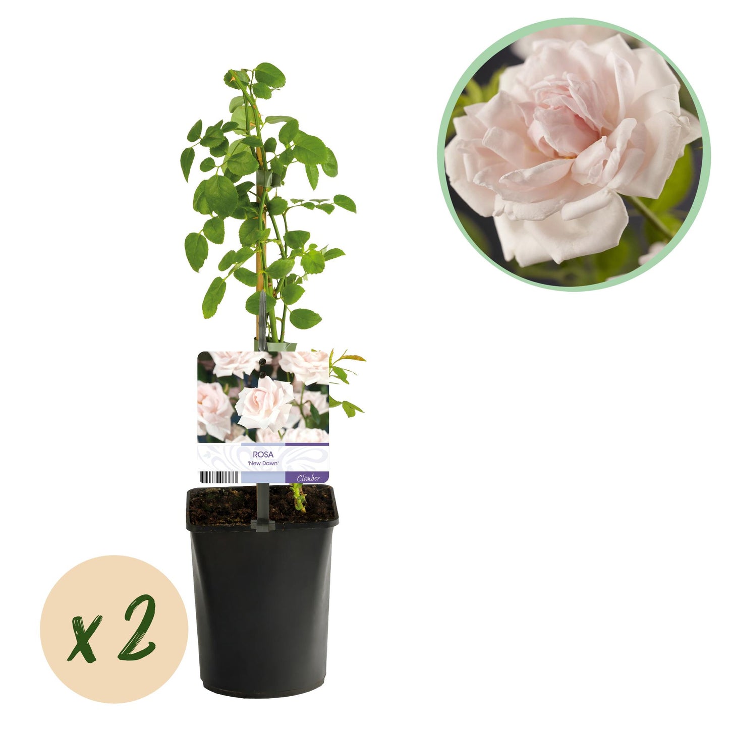 Kletterrose - Rosa New Dawn - Rosa Rose - Wenig Pflege - 2 Pflanzen - Topf 11cm Höhe 40cm