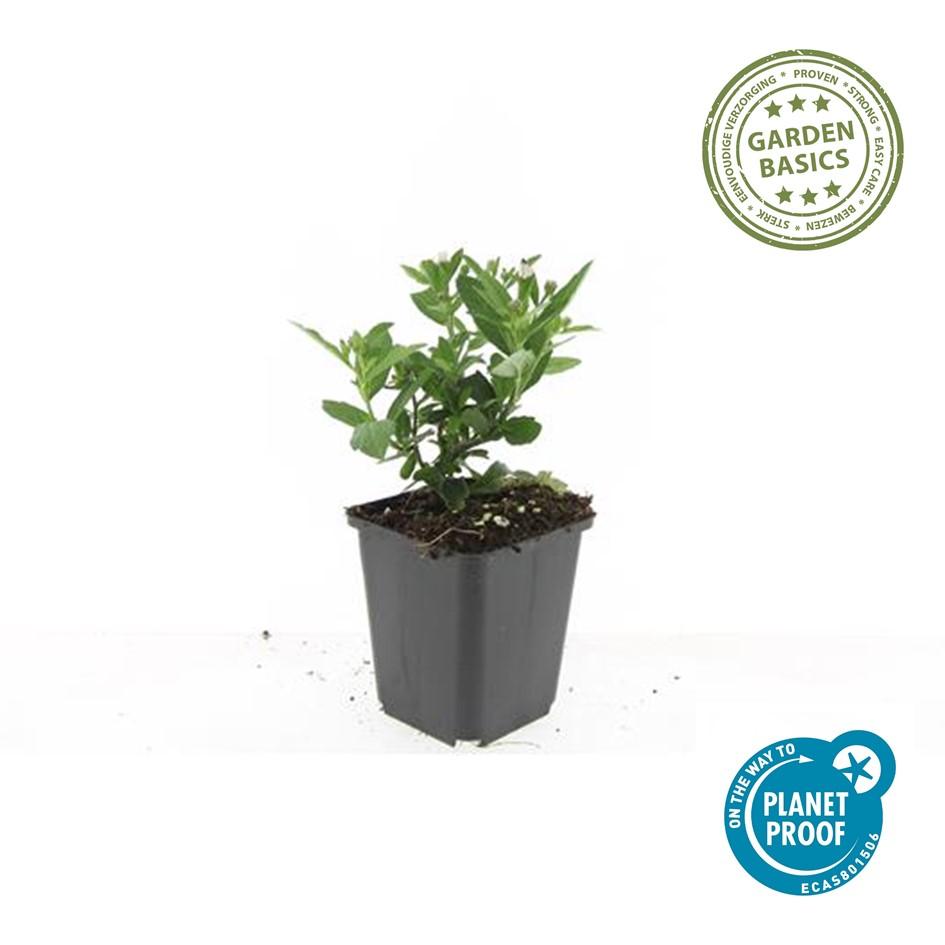 Wild-Aster Aster ageratoides 'Stardust' – ↕10-25cm – Ø9cm – 12 Pflanzen – Weiße Herbstblüten – Bienenfreundlich – Pflegeleicht