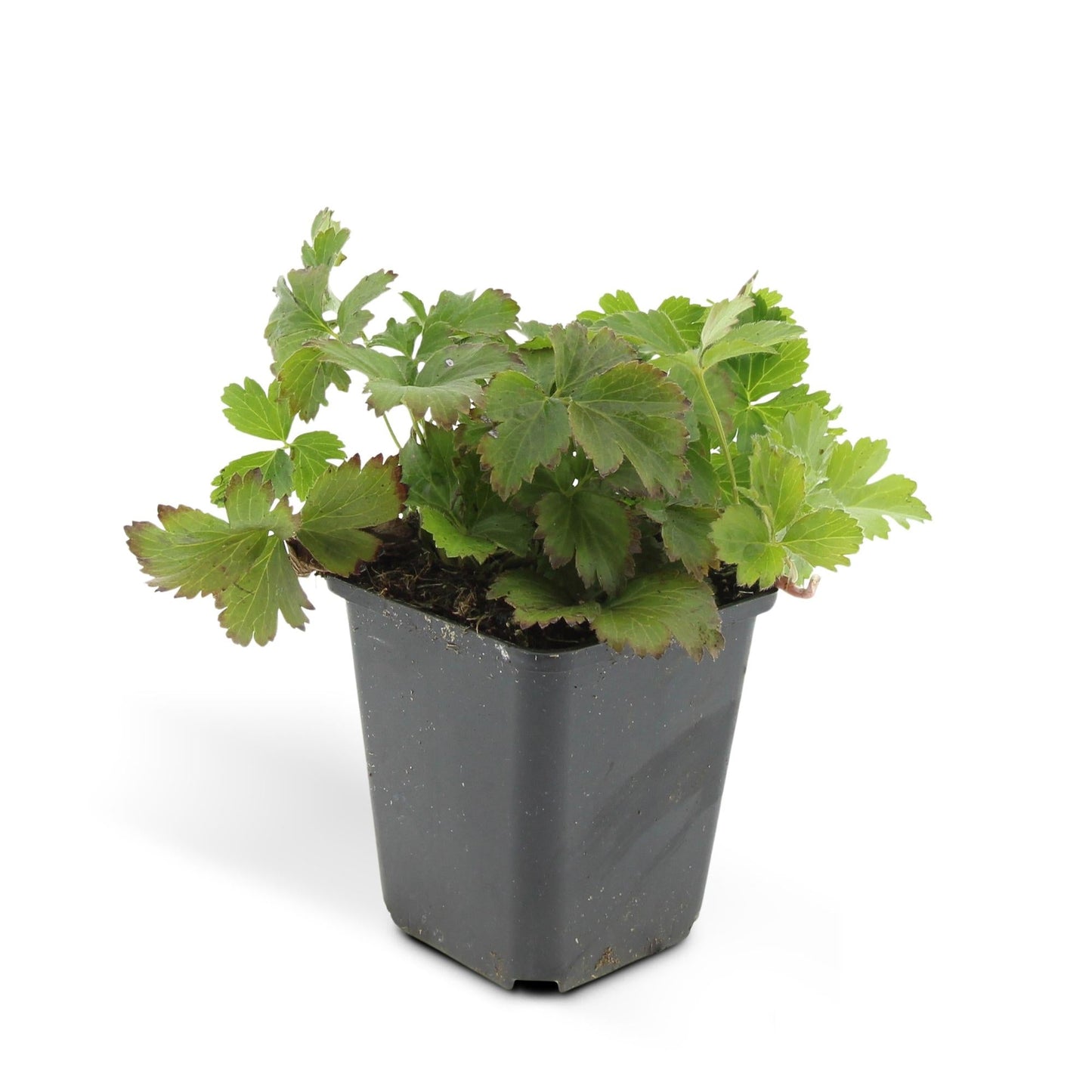 Waldsteinia ternata – Bodendecker Ø9cm – Höhe 10-25cm – Gelbe Blüten im Frühling – Pflegeleichte Gartenpflanze für Sonne & Schatten – 48 Pflanzen