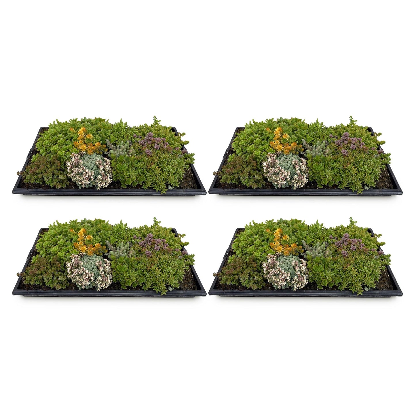 GreenboutiQ - Bodendecker - Winterhart - Sedummatte - Besteht aus 10 Sorten - X4 - Wenig Pflege - Länge 50cm Breite 30cm