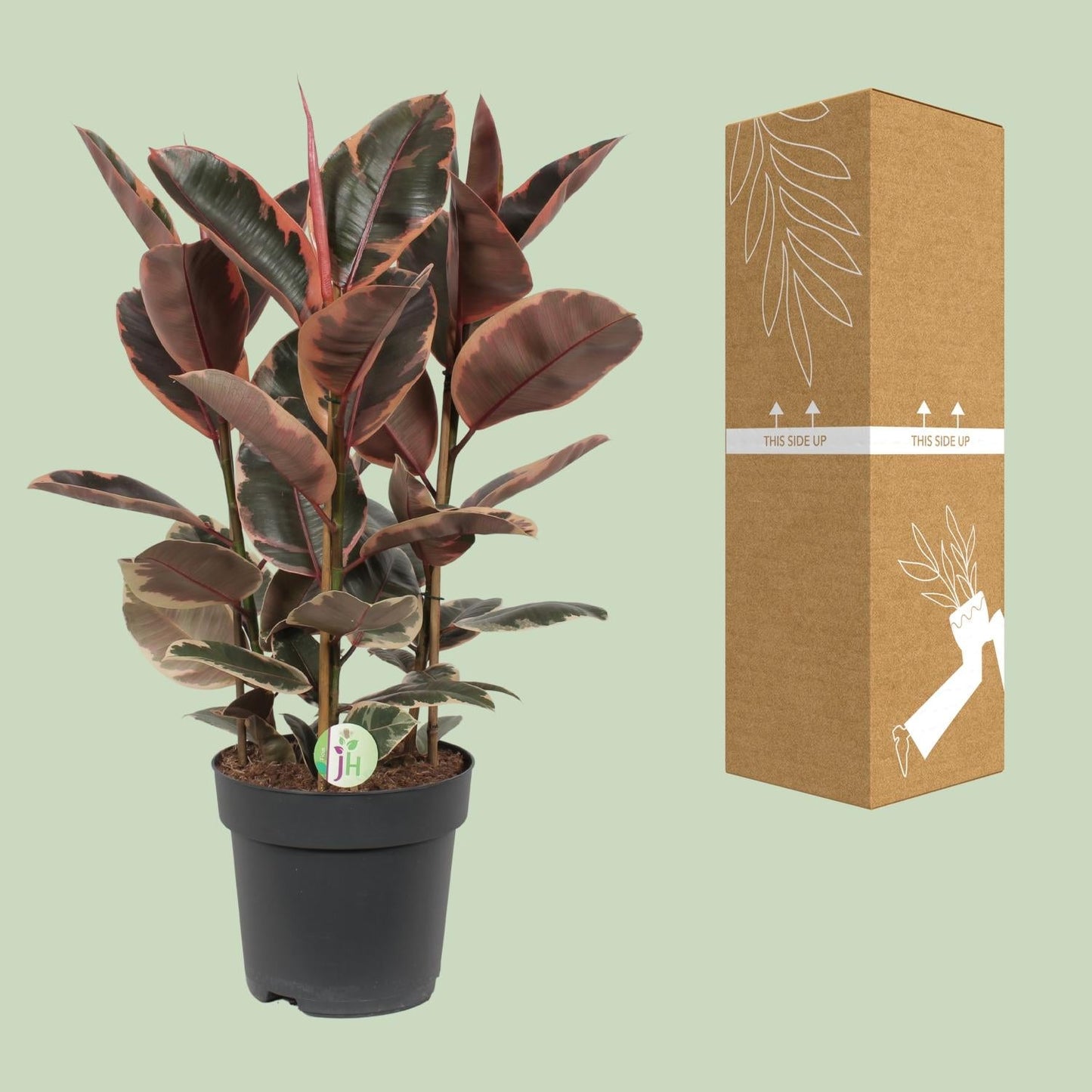 Ficus Belize – Zimmerpflanze – Ø27cm – ↕80cm – Bunter Gummibaum mit zweifarbigen Blättern – Pflegeleicht & dekorativ – Für helle Innenräume
