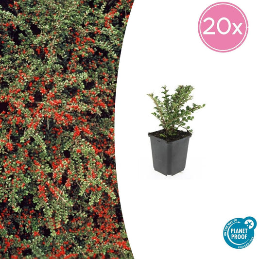 Fächer-Zwergmispel – Cotoneaster horizontalis – ↑10-25cm – Ø9cm – 20 Pflanzen – Winterharter Zierstrauch, Bodendecker, Rote Beeren, Pflegeleicht