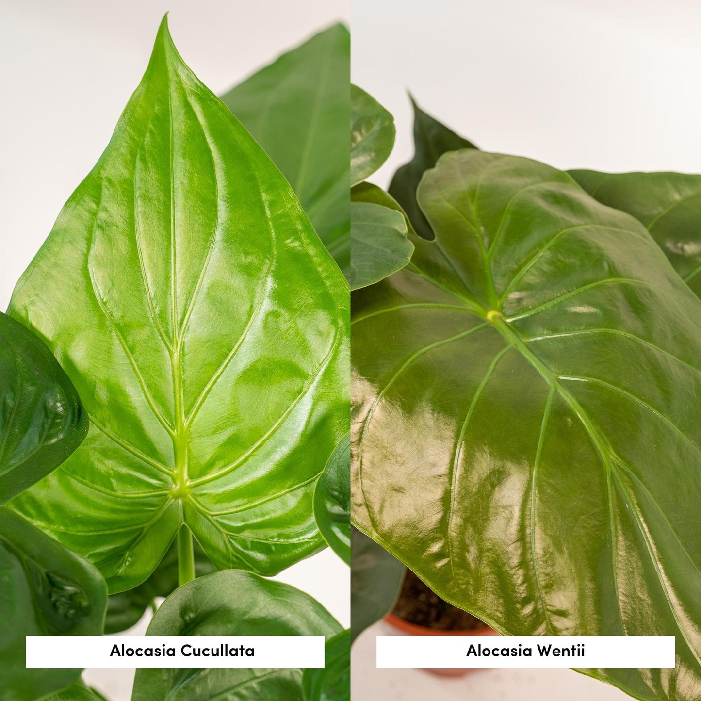 Zimmerpflanzen-Set Alocasia Cucullata + Alocasia Wentii – Ø19 cm – ↕60 cm – 2er-Set – Luftreinigend – Tropisches Design – Mit Korb Selin